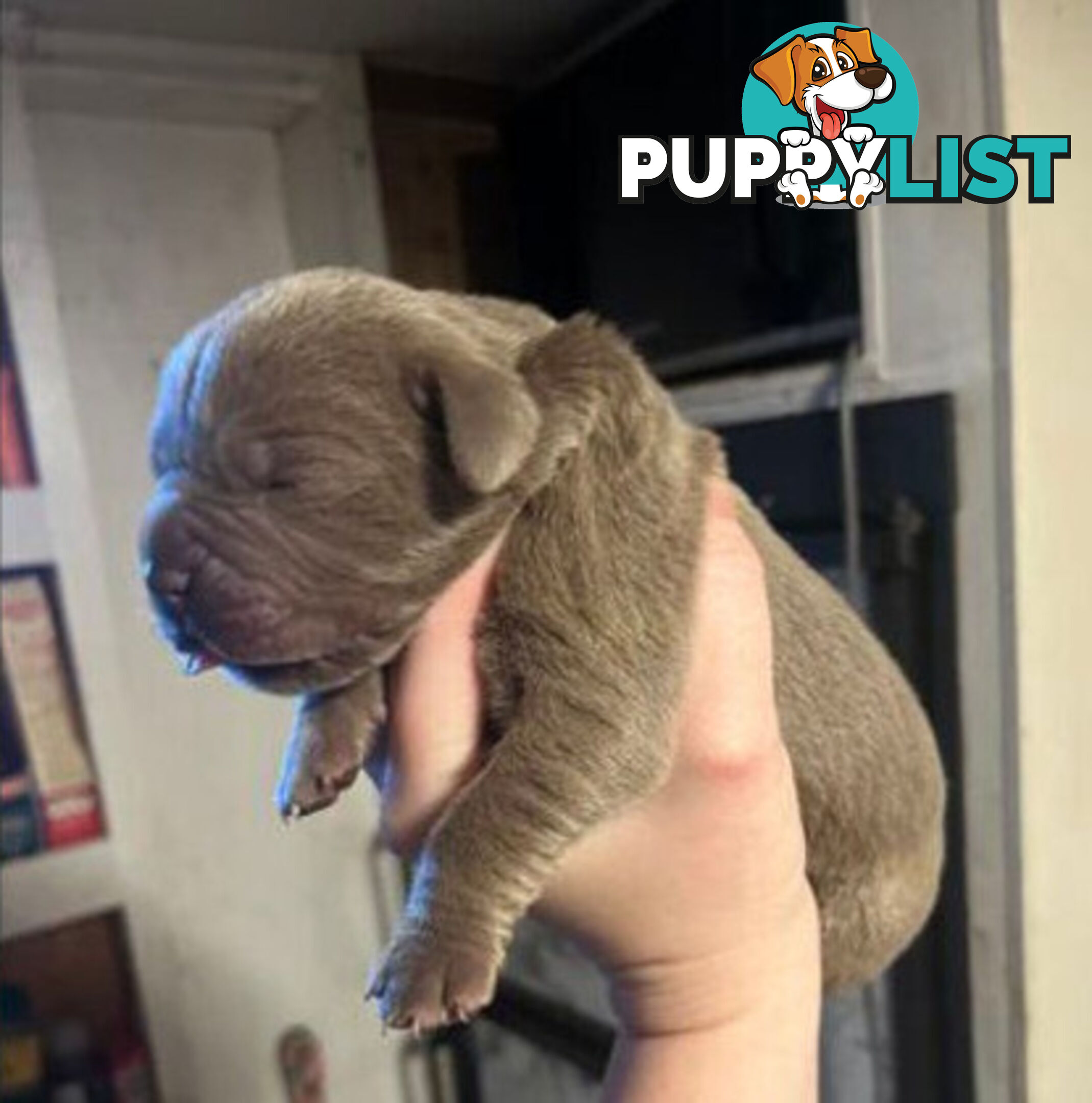 Pure Breed Neapolitan Mastiff Puppies For Sale