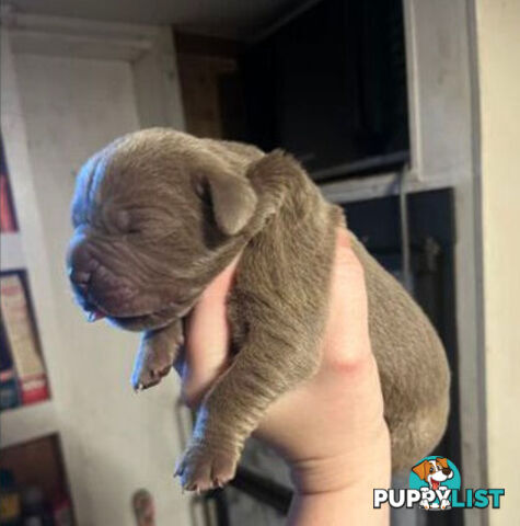 Pure Breed Neapolitan Mastiff Puppies For Sale