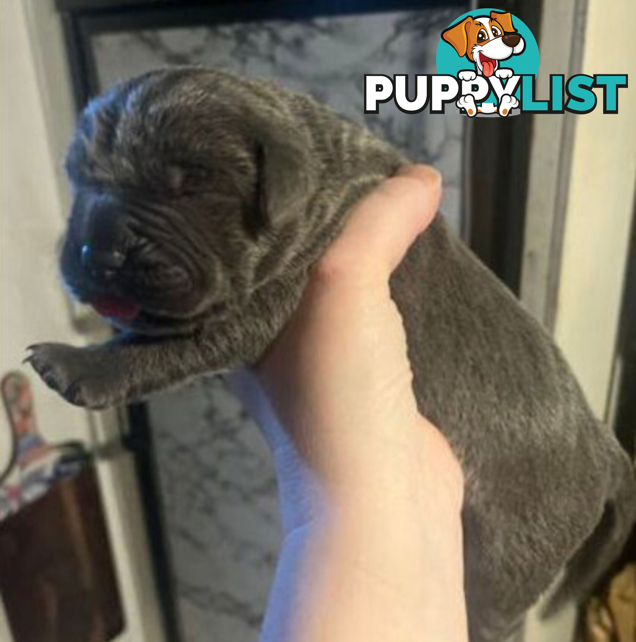 Pure Breed Neapolitan Mastiff Puppies For Sale