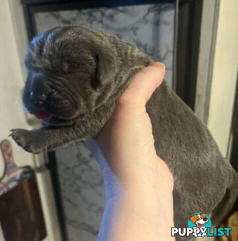 Pure Breed Neapolitan Mastiff Puppies For Sale