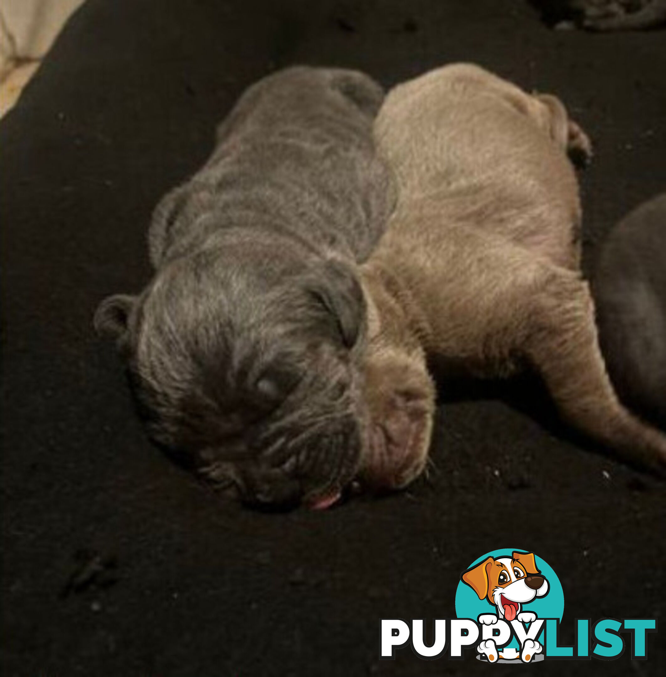 Pure Breed Neapolitan Mastiff Puppies For Sale