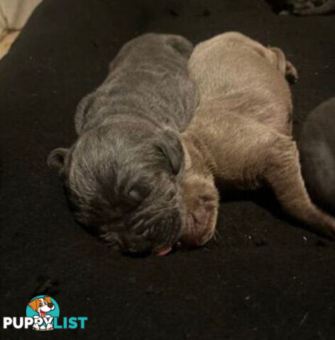 Pure Breed Neapolitan Mastiff Puppies For Sale