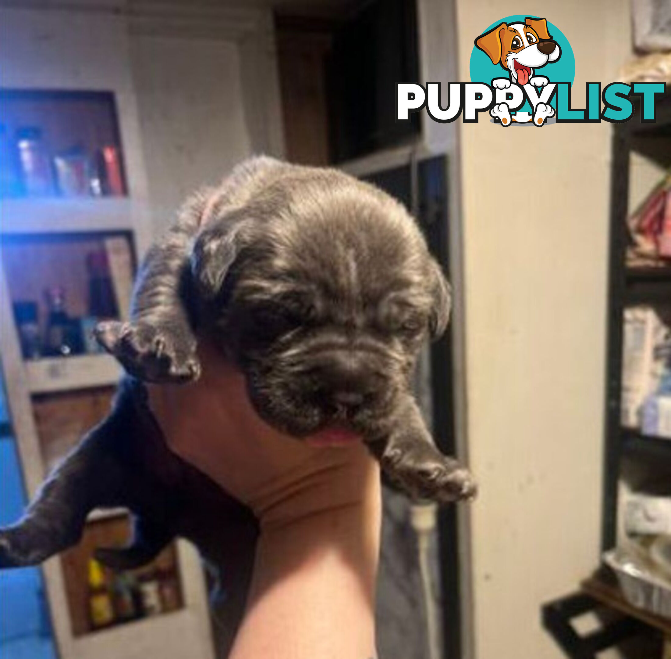 Pure Breed Neapolitan Mastiff Puppies For Sale