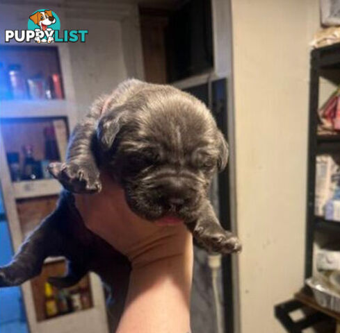 Pure Breed Neapolitan Mastiff Puppies For Sale