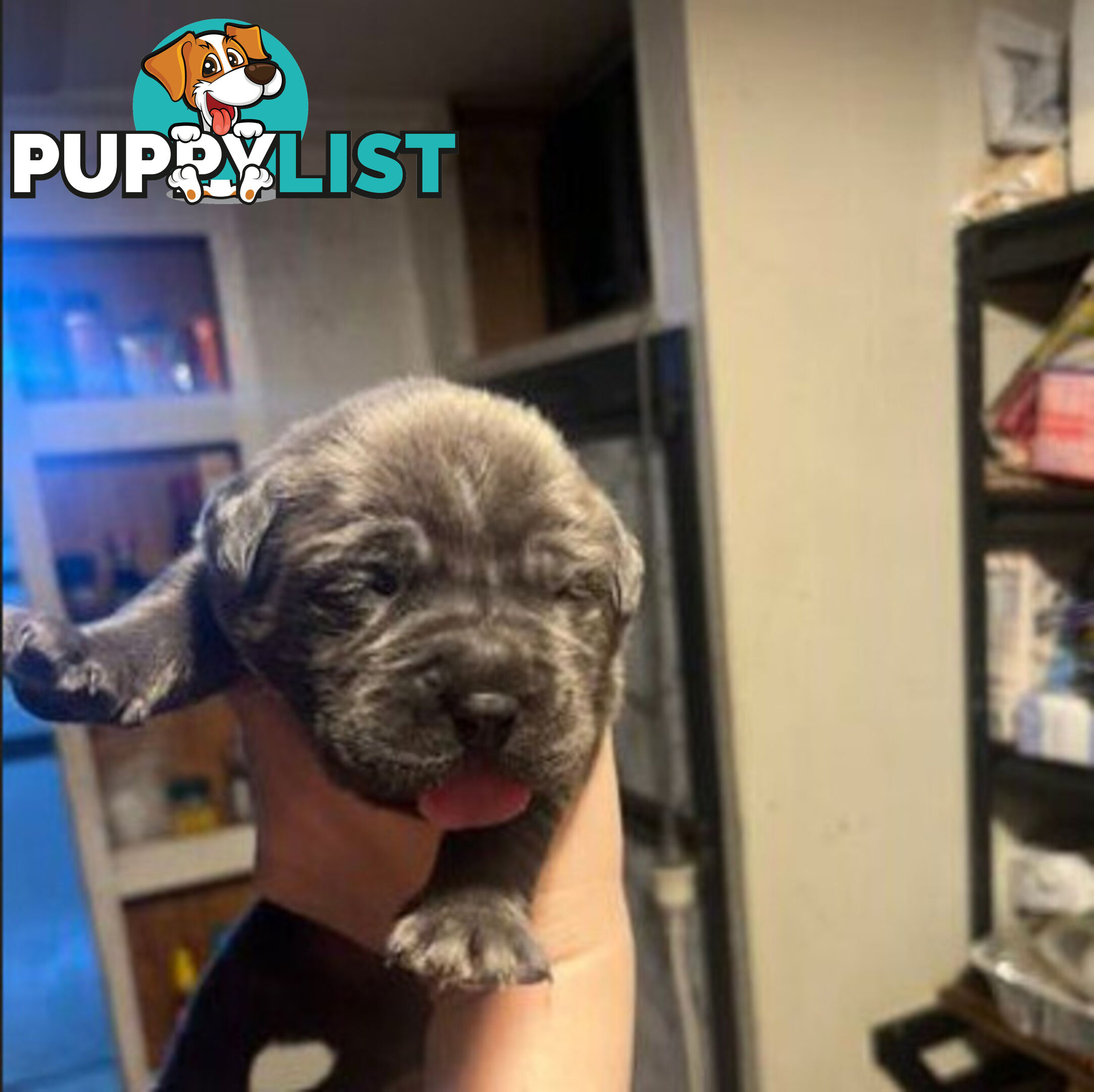 Pure Breed Neapolitan Mastiff Puppies For Sale