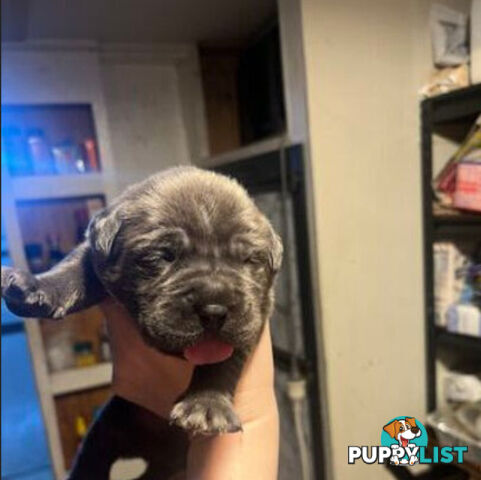 Pure Breed Neapolitan Mastiff Puppies For Sale