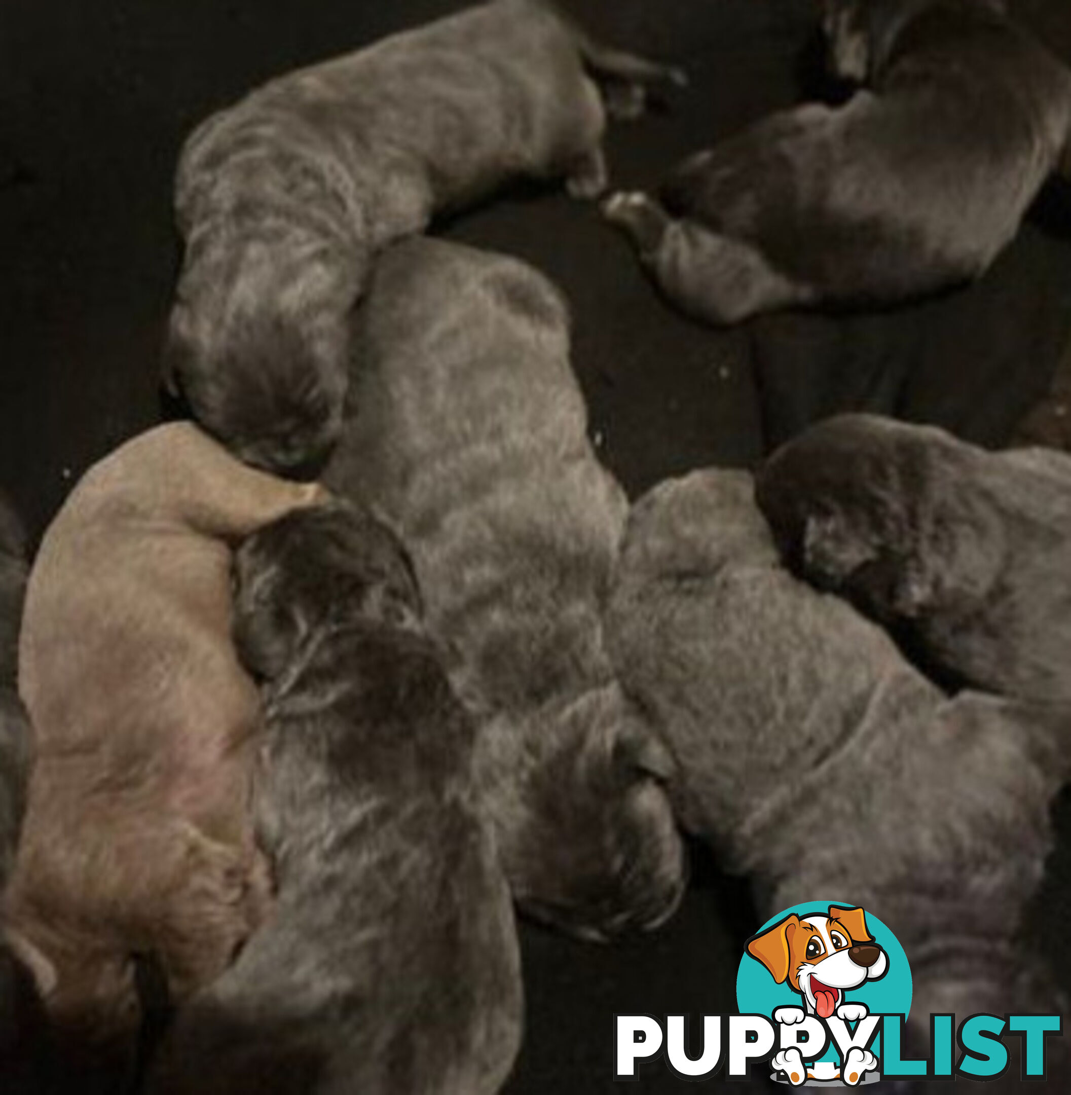 Pure Breed Neapolitan Mastiff Puppies For Sale