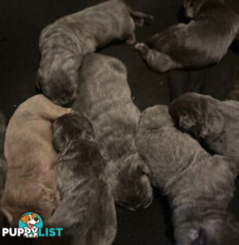 Pure Breed Neapolitan Mastiff Puppies For Sale