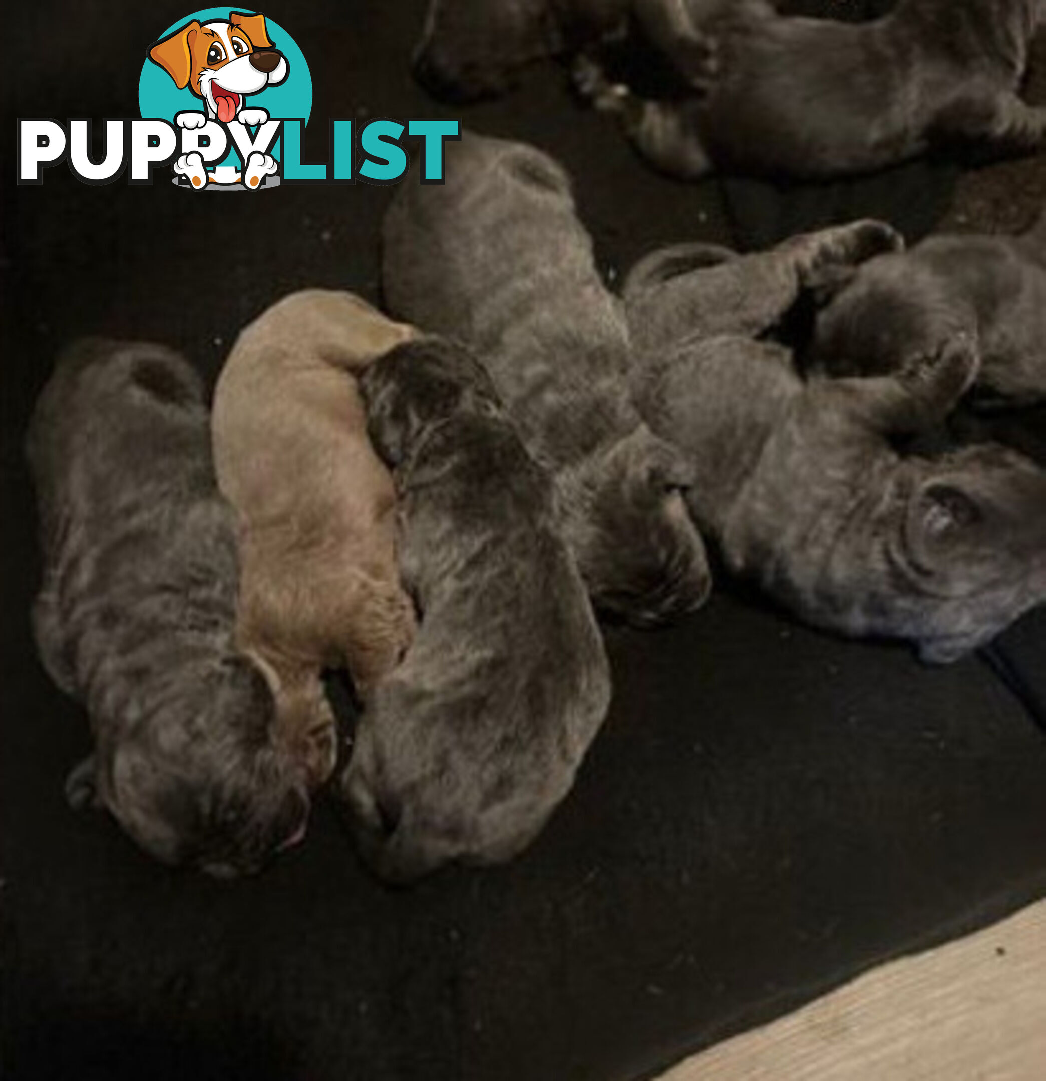 Pure Breed Neapolitan Mastiff Puppies For Sale