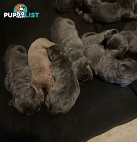 Pure Breed Neapolitan Mastiff Puppies For Sale