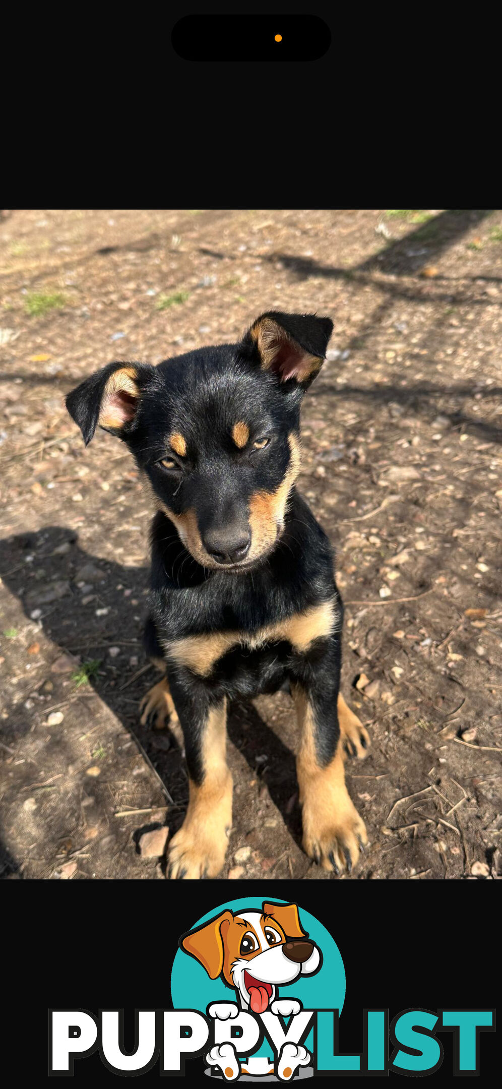 kelpie female pup