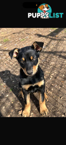 kelpie female pup