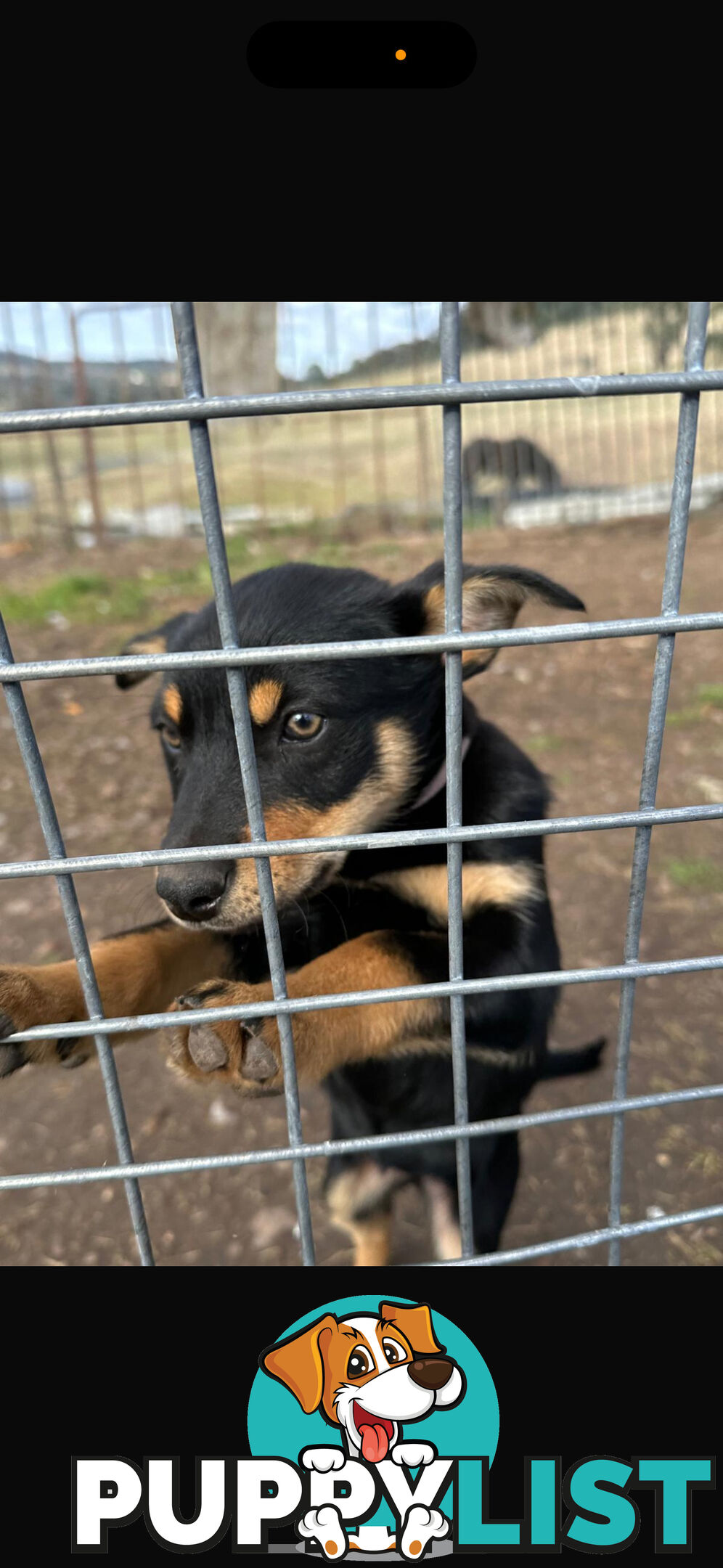 kelpie female pup