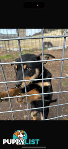 kelpie female pup