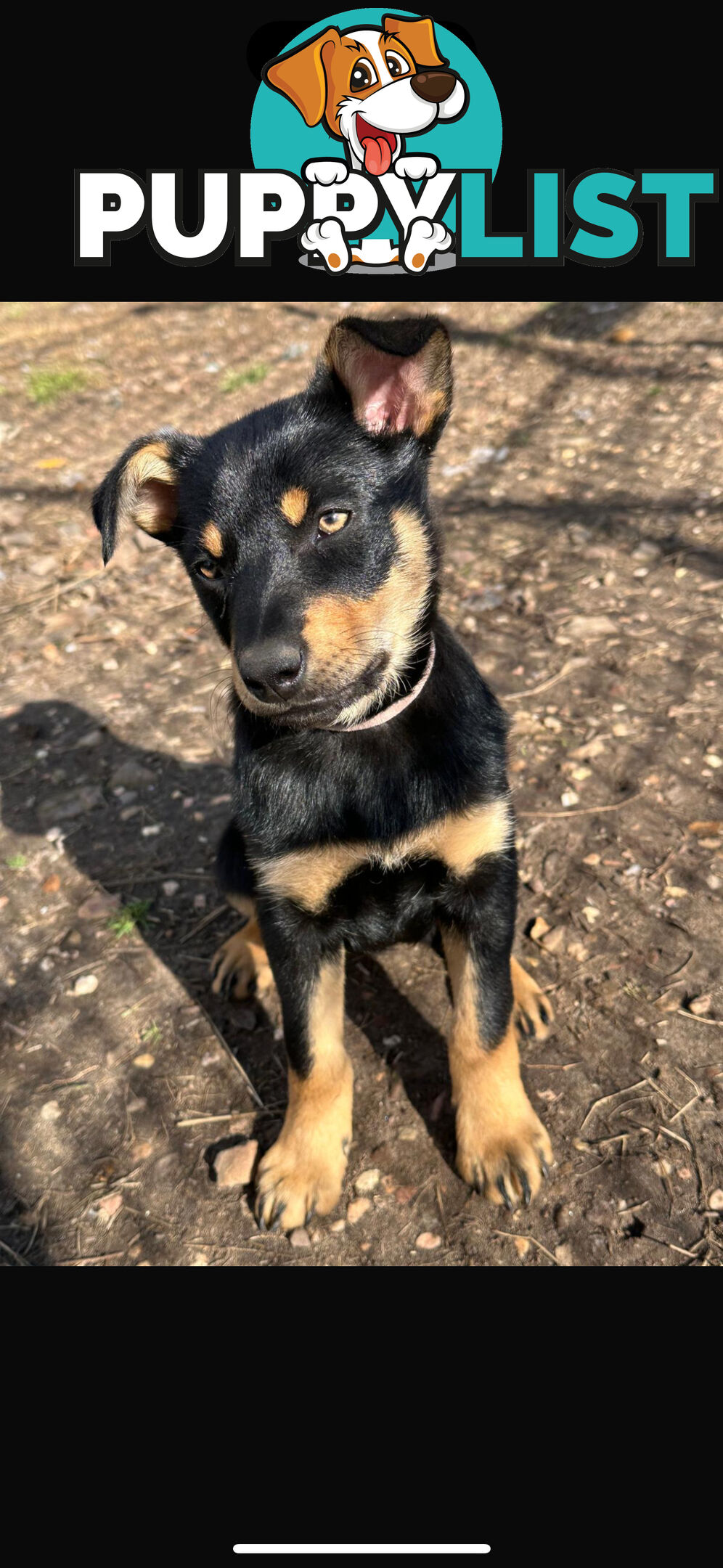 kelpie female pup