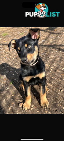 kelpie female pup