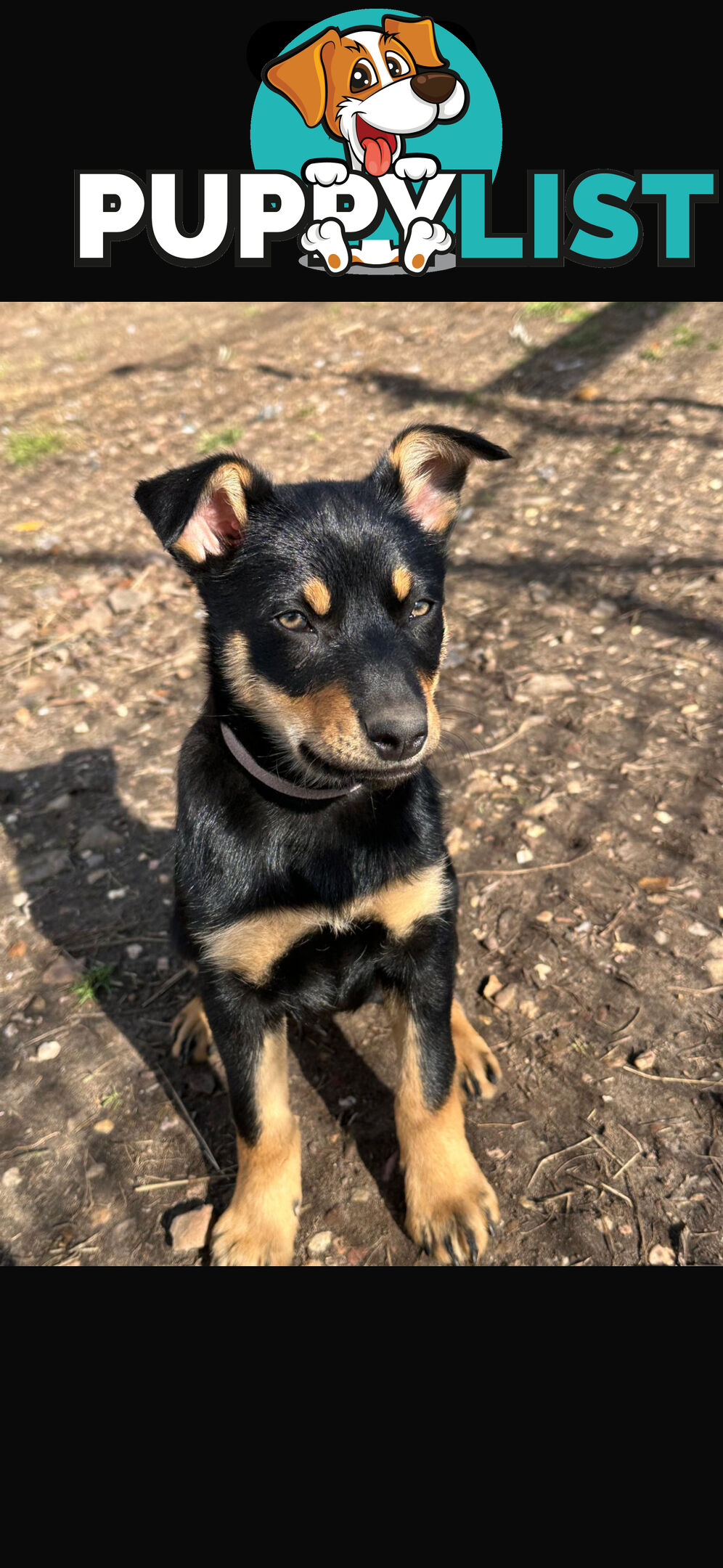 kelpie female pup