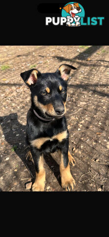 kelpie female pup