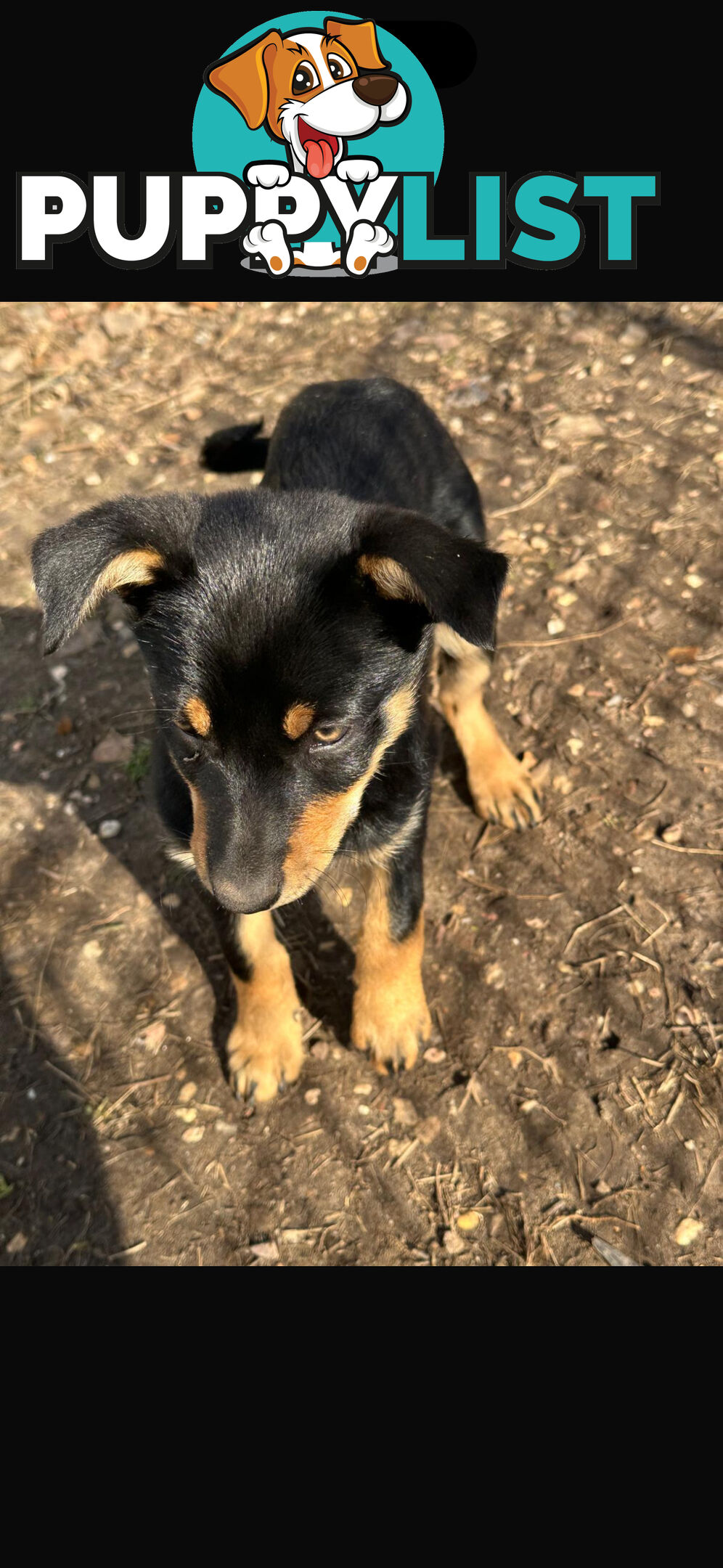 kelpie female pup