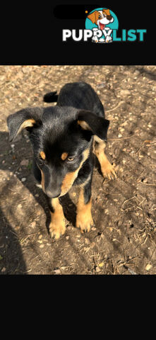 kelpie female pup