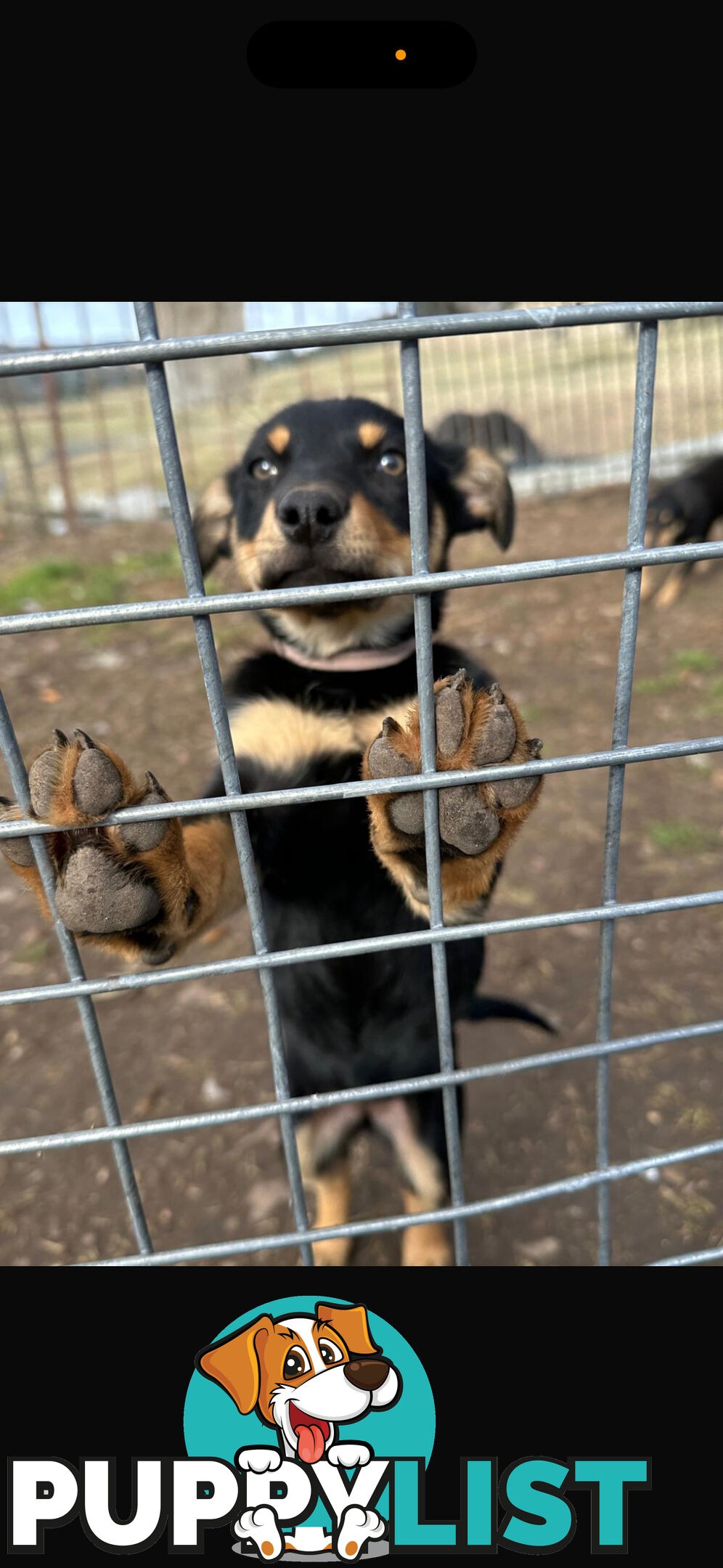 kelpie female pup