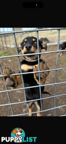 kelpie female pup