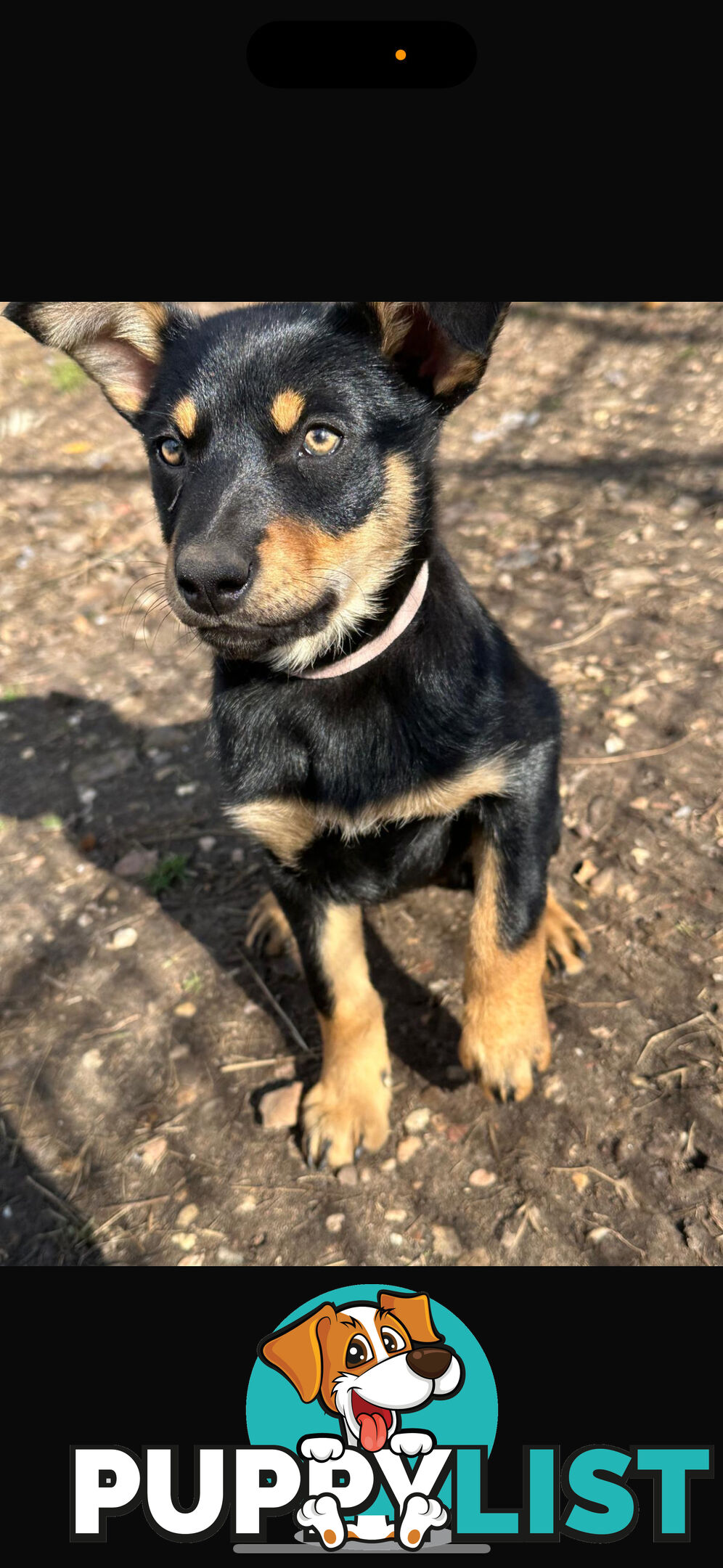 kelpie female pup