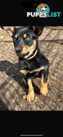 kelpie female pup