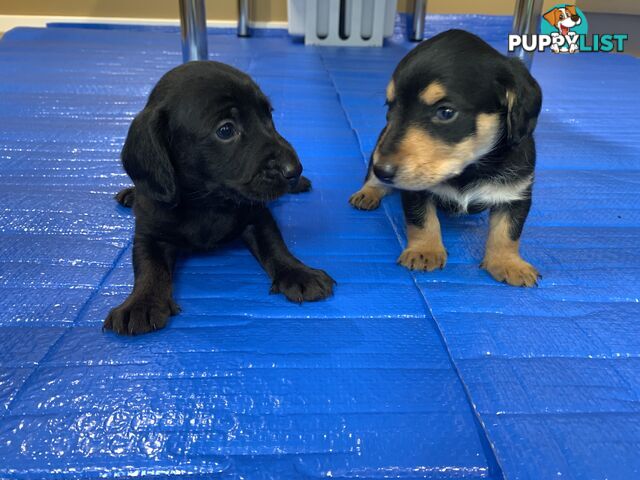 Adorable dachshund/toy cavoodle puppies