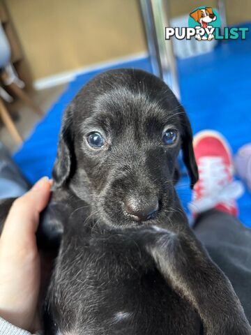 Adorable dachshund/toy cavoodle puppy