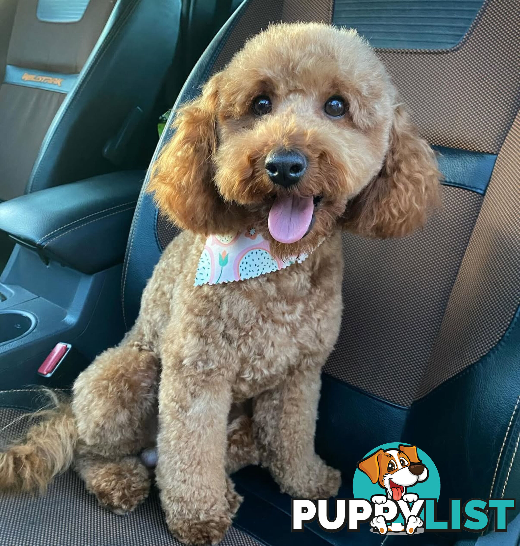 Purebred Toy Poodle