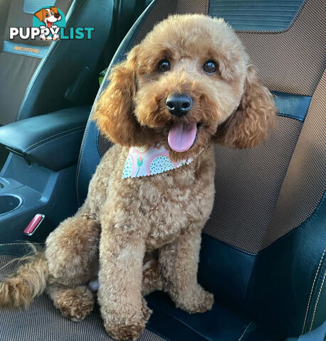 Purebred Toy Poodle