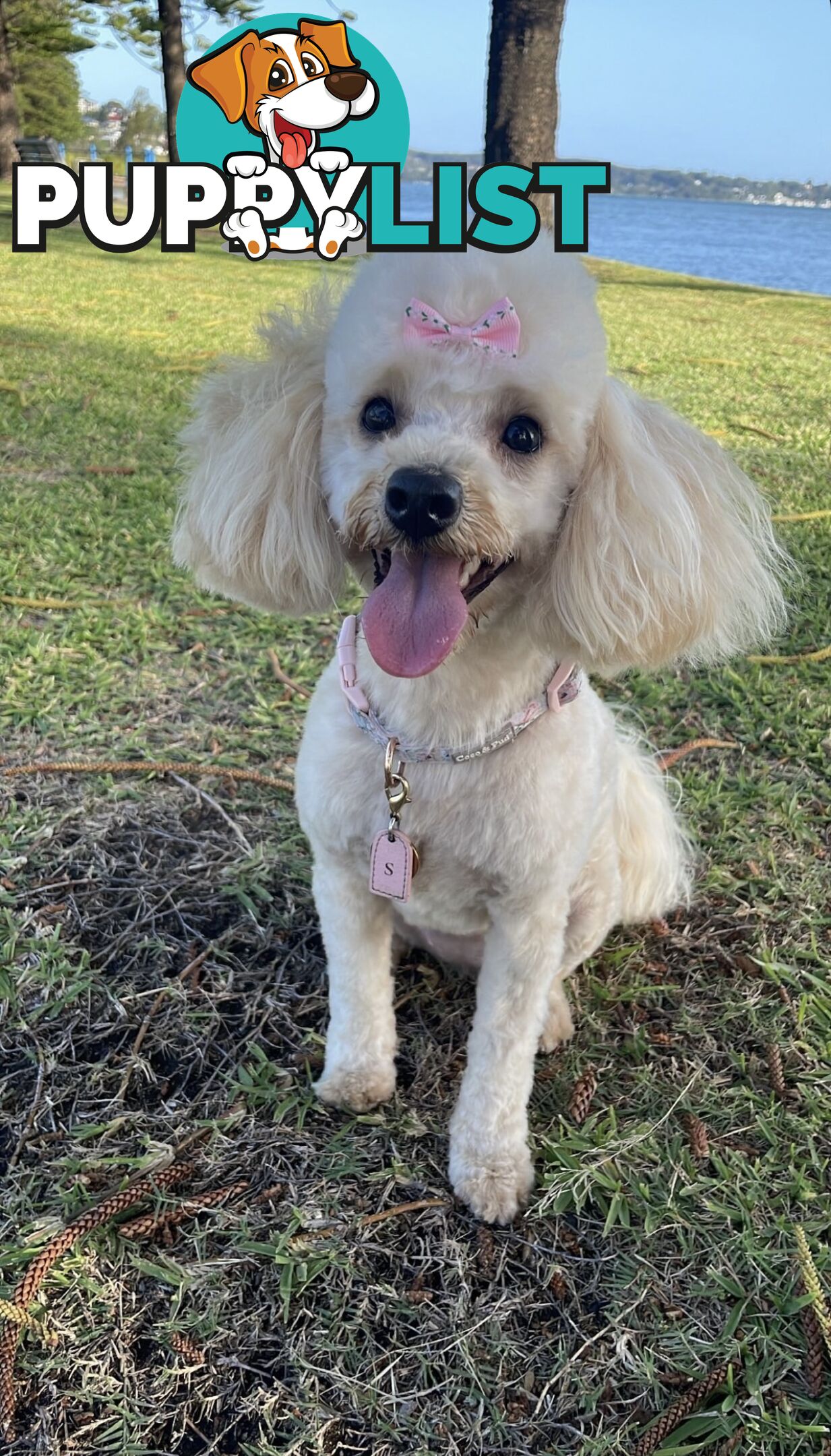 Purebred Toy Poodle