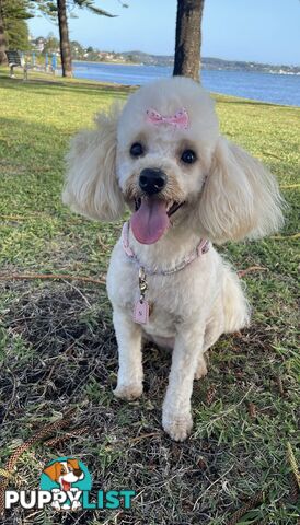 Purebred Toy Poodle