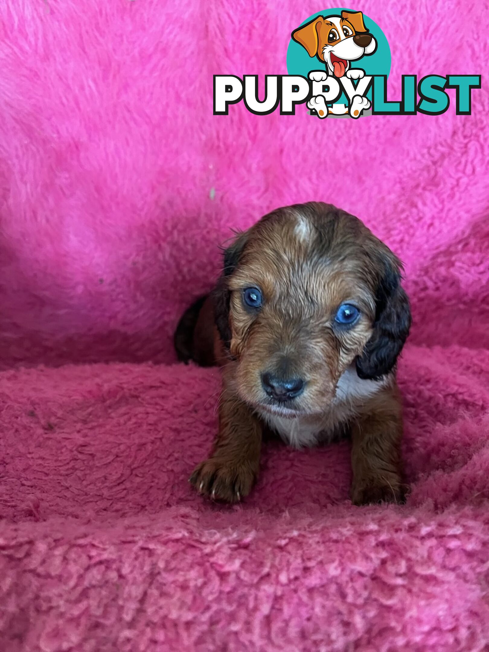 Miniature longhair Dachshunds