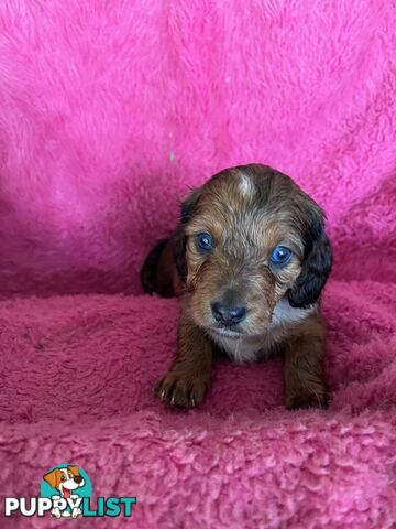 Miniature longhair Dachshunds