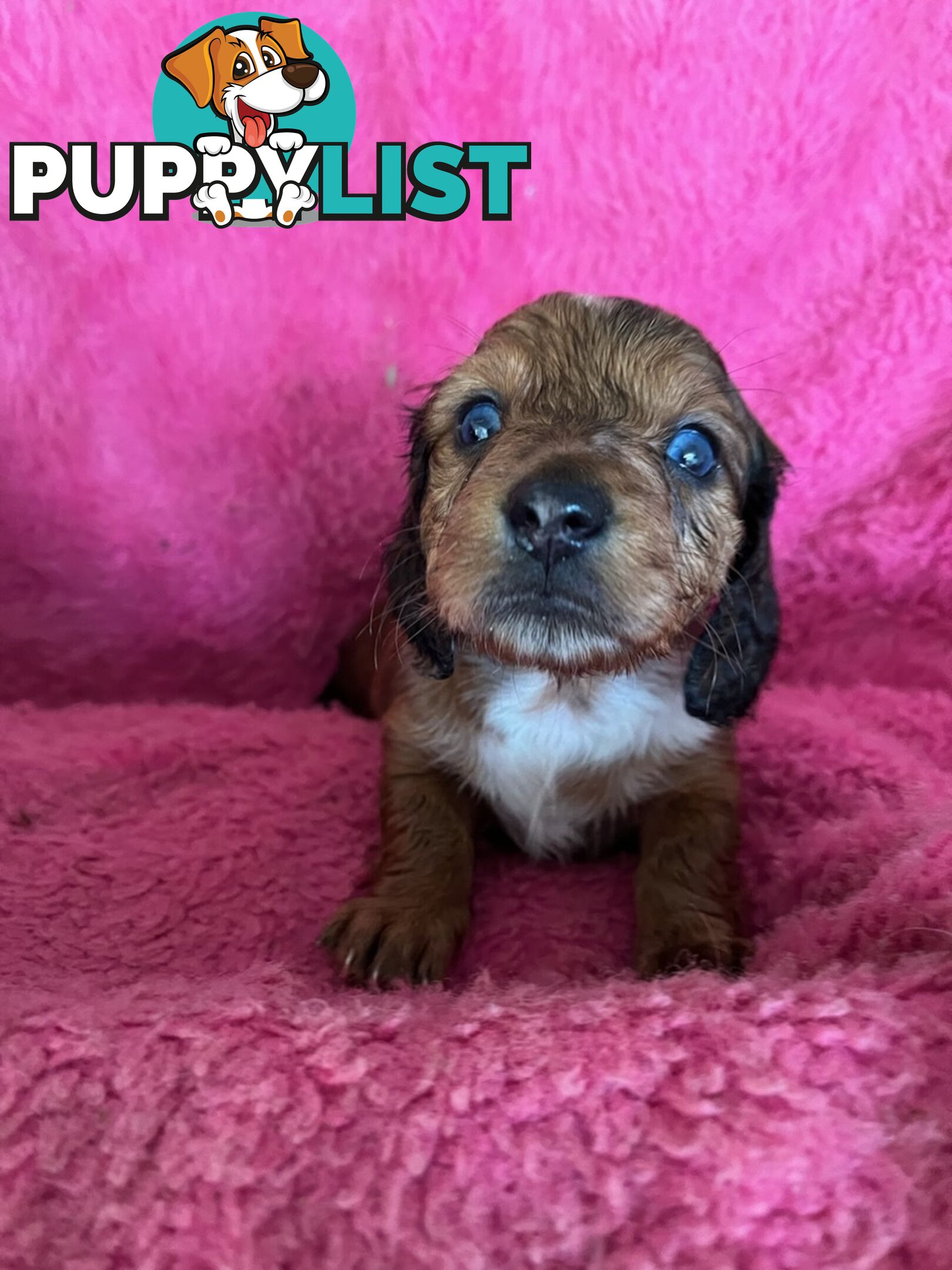 Miniature longhair Dachshunds