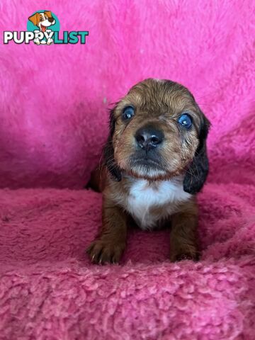 Miniature longhair Dachshunds
