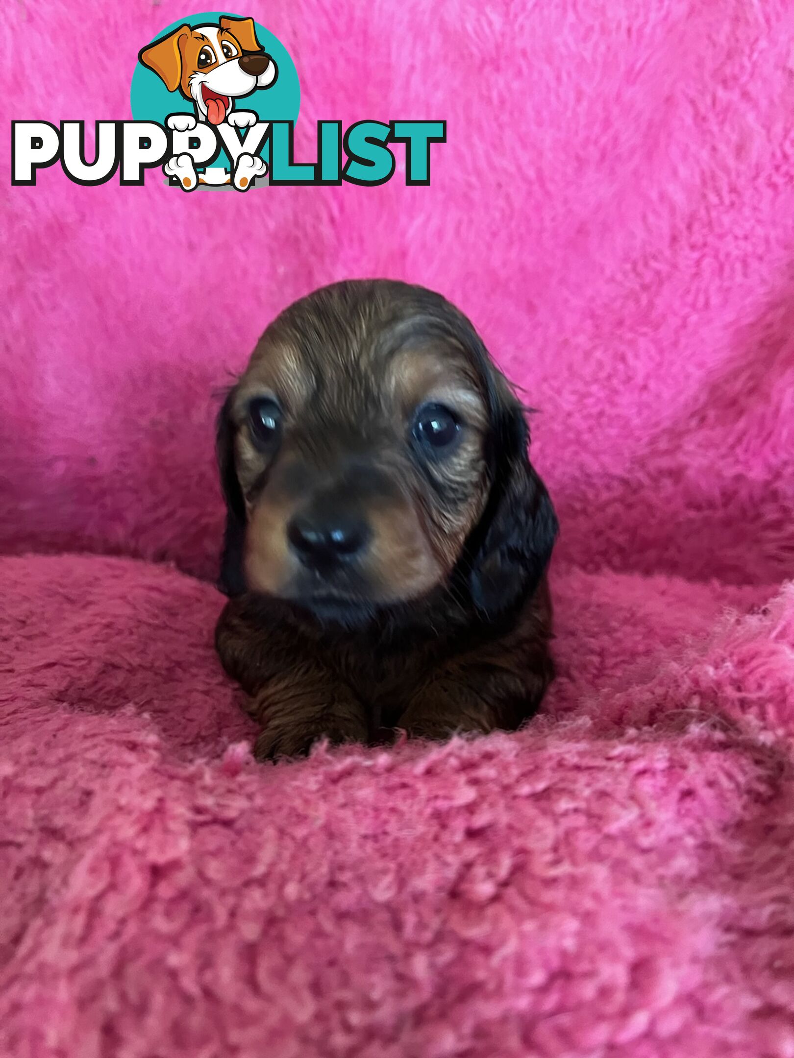 Miniature longhair Dachshunds