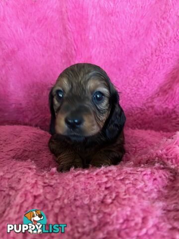 Miniature longhair Dachshunds