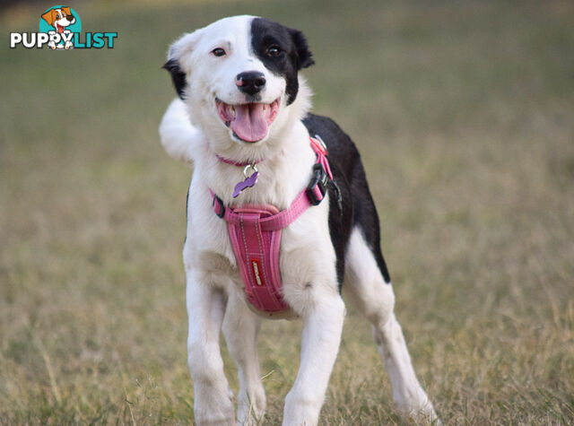 border collie pups