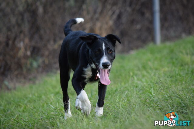 border collie pups