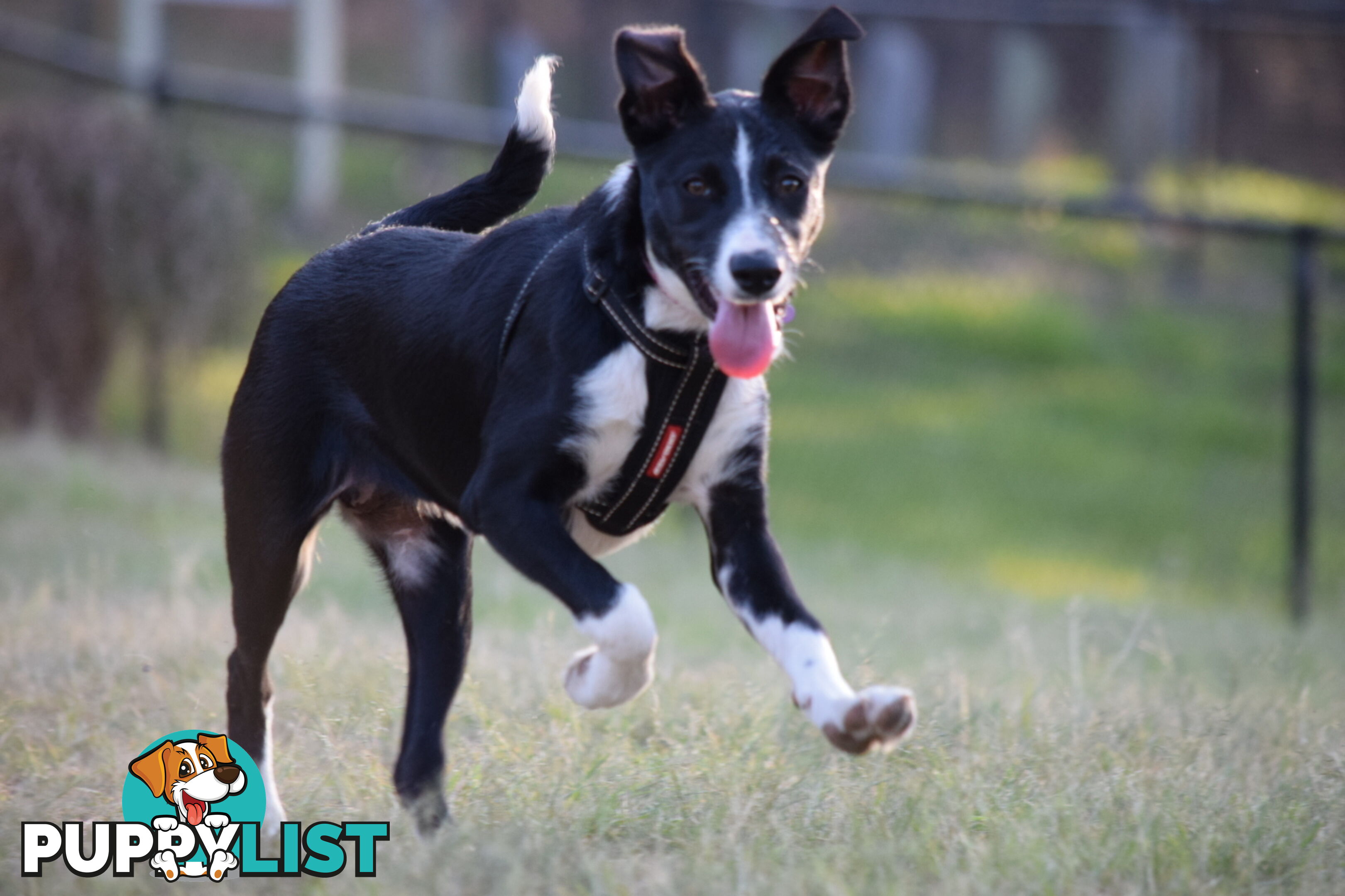 border collie pups