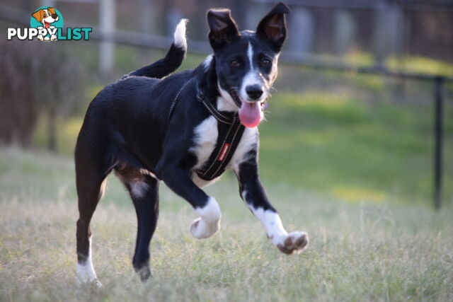 border collie pups