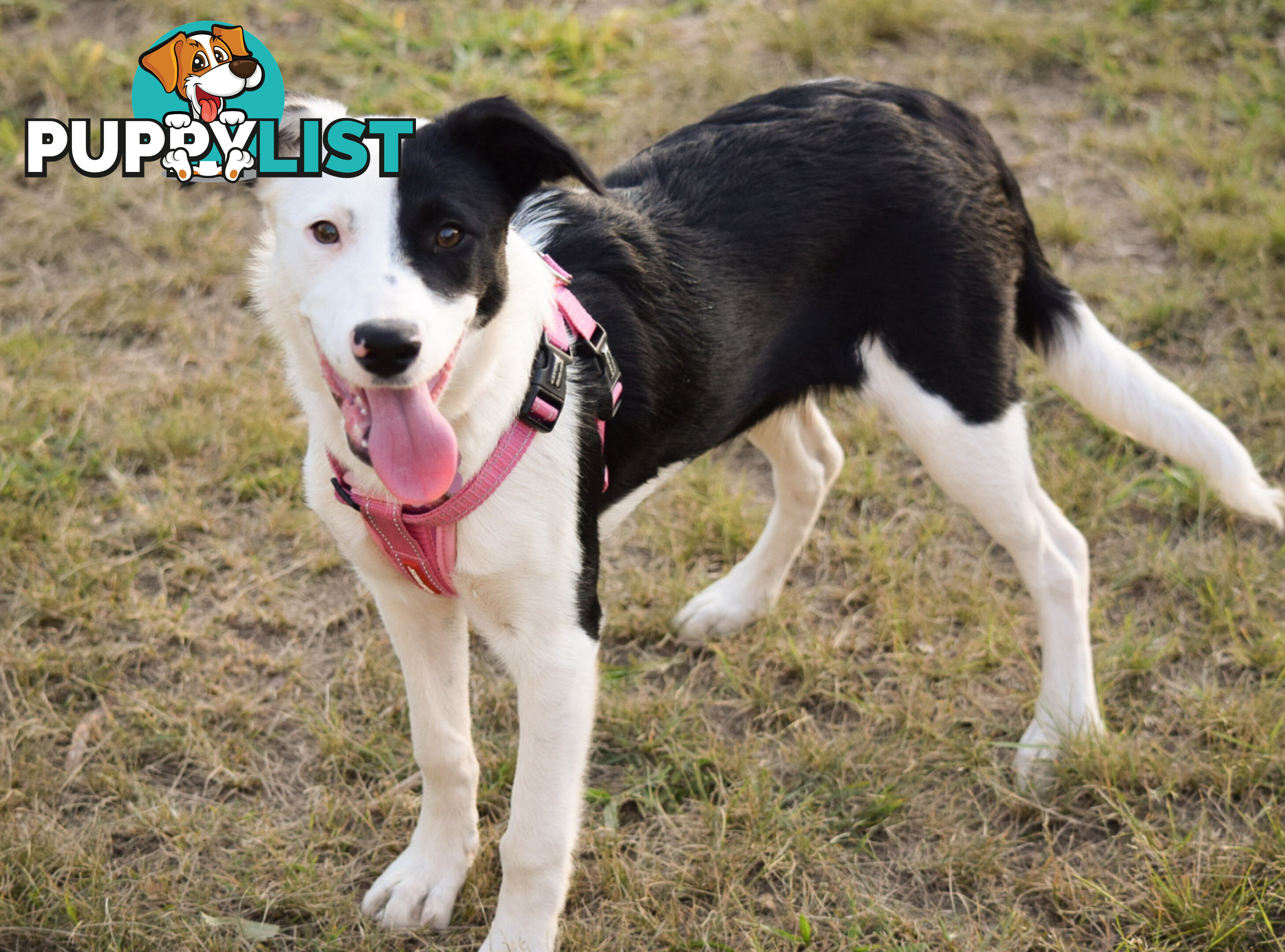 border collie pups