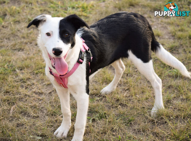 border collie pups