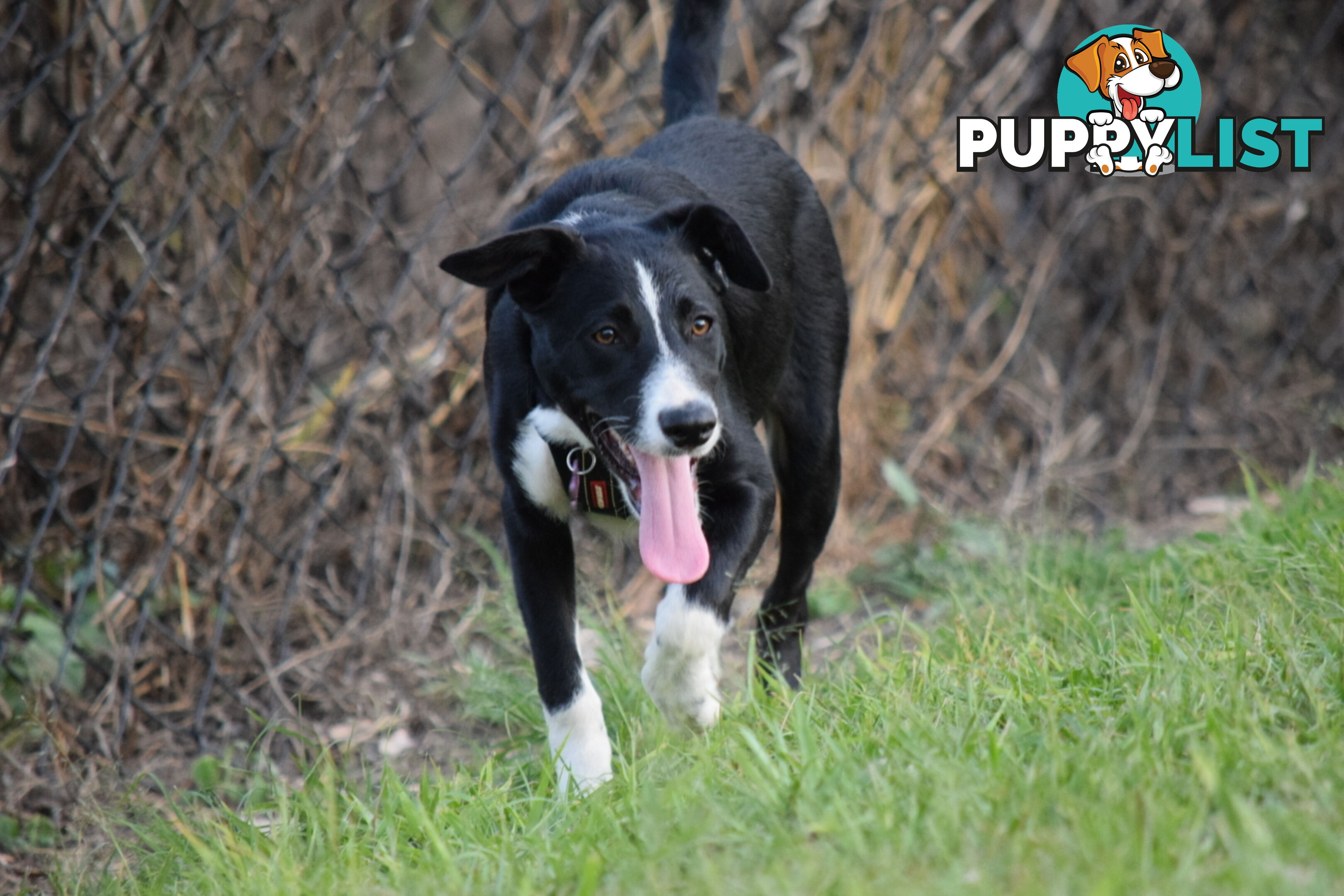 border collie pups