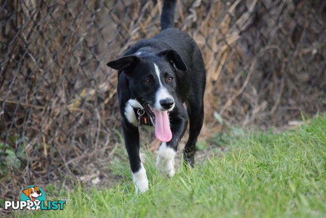 border collie pups