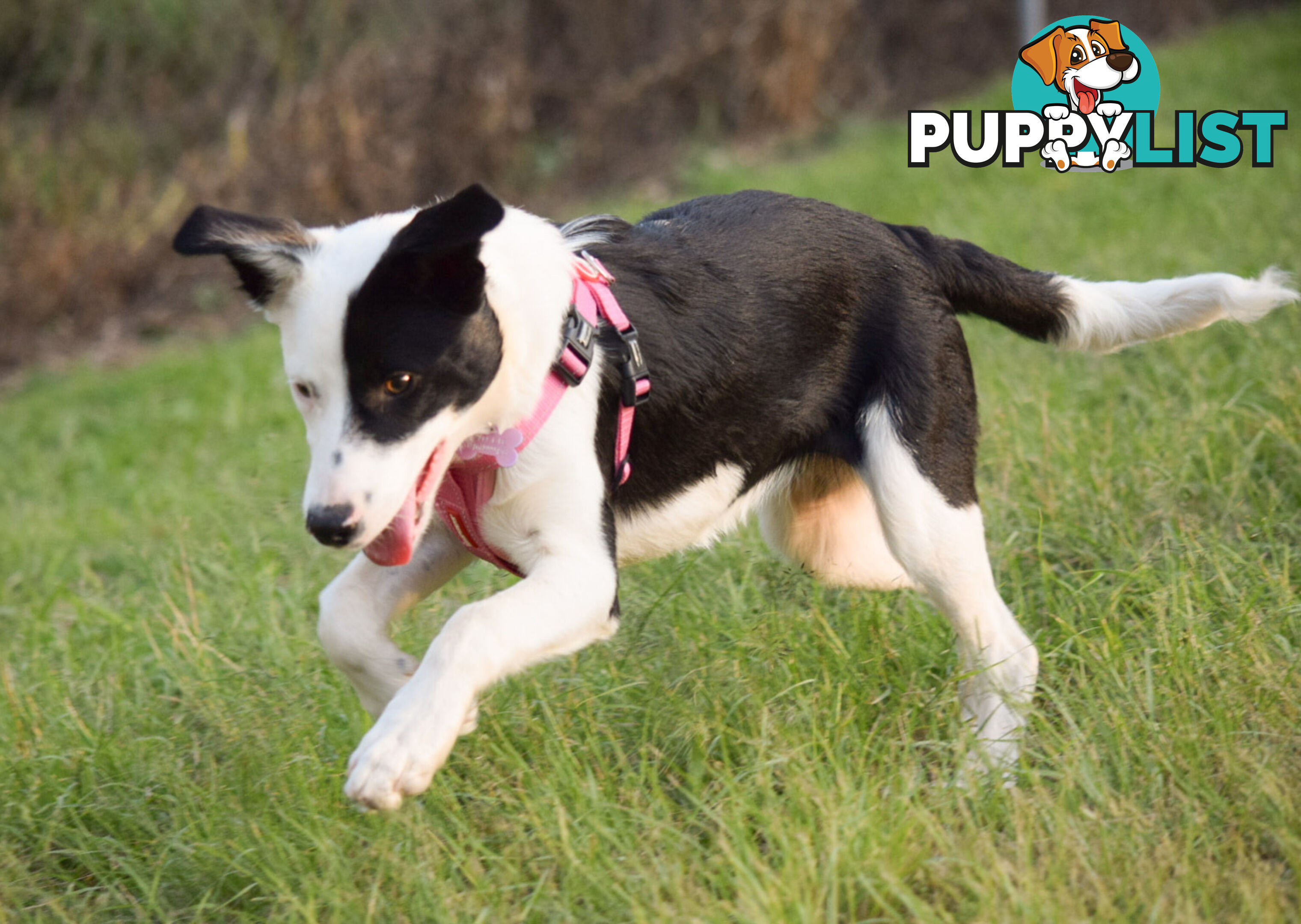 border collie pups