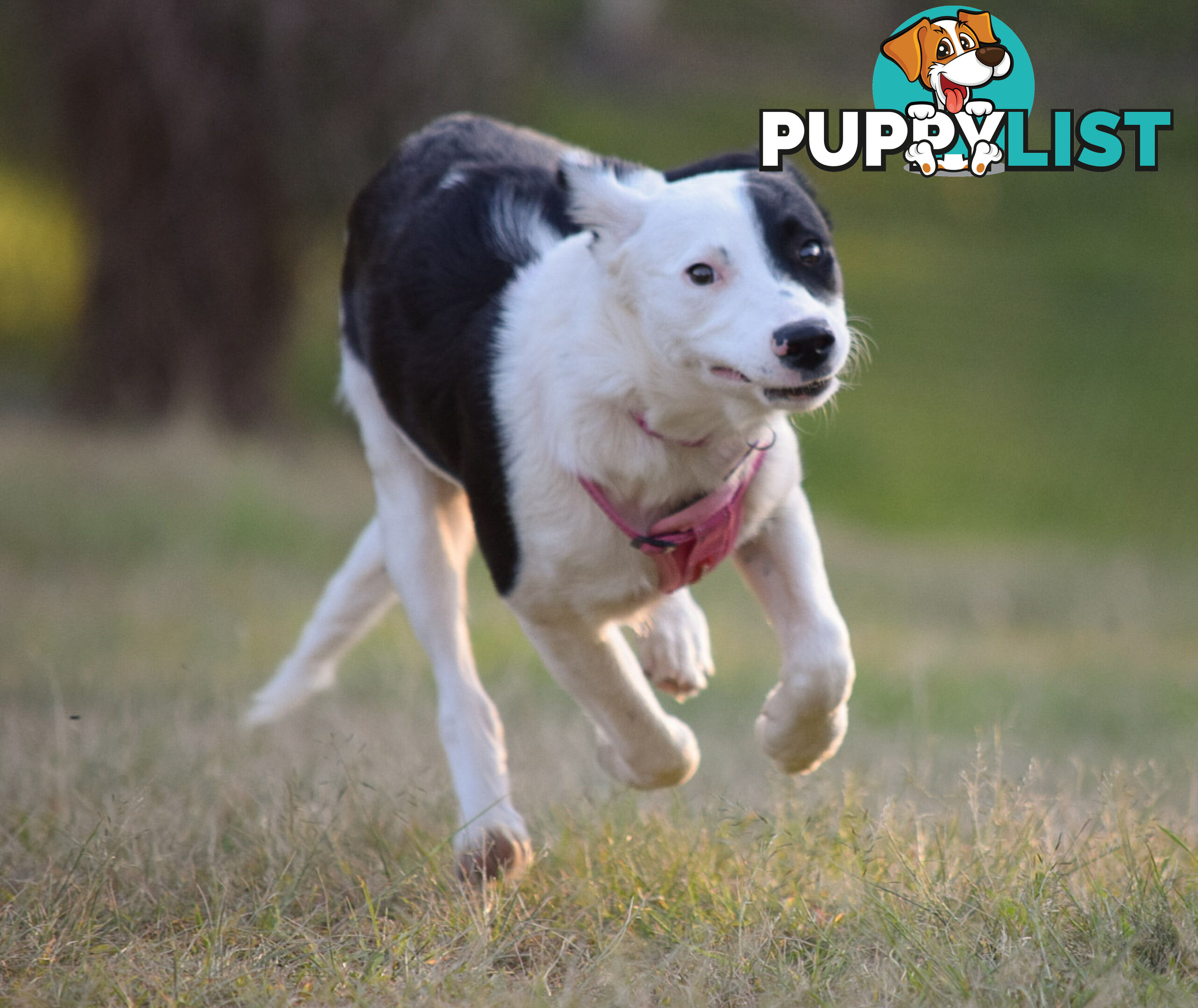 border collie pups